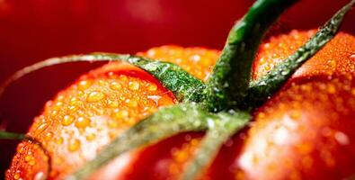 vermelho maduro tomate com gotas do água. foto