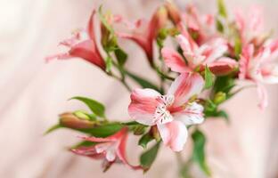 lindo alstroemeria em Rosa seda fundo. foto