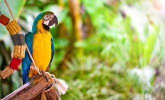doce animal pássaro colorido exótico papagaio tropical foto