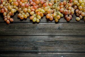 galhos do Rosa uvas. foto