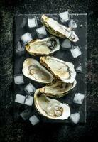 frutos do mar. aberto cru ostras em uma pedra borda com gelo cubos. foto