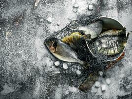 fresco despreparado dorado peixe dentro a velho balde com pescaria líquido. foto