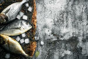 fresco dorado peixe com gelo cubos. foto