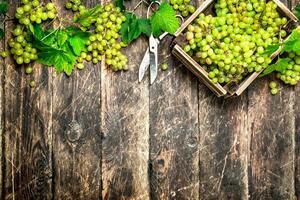 verde uvas dentro uma caixa. foto