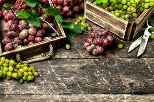 fresco colheita do uvas dentro caixas. foto