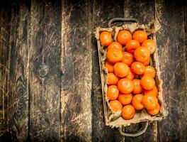 fresco tangerinas em uma bandeja. foto