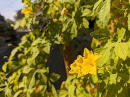 momordica charantia flor. Além disso chamado Como amargo Melão, Goya, amargo maçã, amargo cabaça, amargo abóbora, bálsamo foto