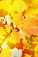 brilhante outono folhas dentro a natural ambiente. - imagem foto
