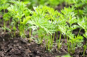 jovem cenoura topos, crescendo legumes dentro a aberto terra em fertil solo, a conceito do agricultura e fazendas. foto