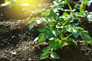 jovem batata plantar crescendo em a solo.batata arbusto dentro a jardim. saudável jovem batata plantar dentro orgânico jardim. foto