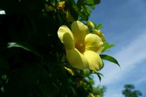 amarelo flor com azul céu fundo, allamanda catártica foto