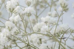 branco Bêbês respiração flores em uma branco fundo. suave foco. foto