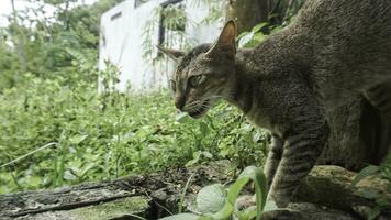 fofa doméstico gato dentro a jardim. seletivo foco. retrato do uma selvagem gato dentro uma natural ambiente. sentado, de pé, fechar acima. foto