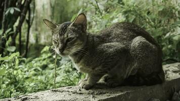 fofa doméstico gato dentro a jardim. seletivo foco. retrato do uma selvagem gato dentro uma natural ambiente. sentado, de pé, fechar acima. foto