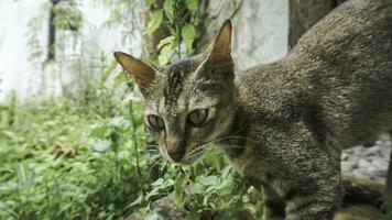 fofa doméstico gato dentro a jardim. seletivo foco. retrato do uma selvagem gato dentro uma natural ambiente. sentado, de pé, fechar acima. foto