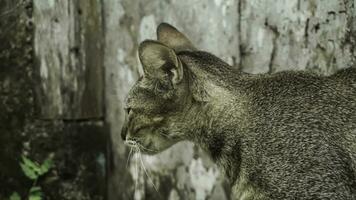 fofa doméstico gato dentro a jardim. seletivo foco. retrato do uma selvagem gato dentro uma natural ambiente. sentado, de pé, fechar acima. foto