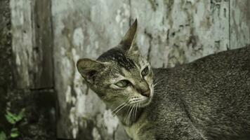 fofa doméstico gato dentro a jardim. seletivo foco. retrato do uma selvagem gato dentro uma natural ambiente. sentado, de pé, fechar acima. foto