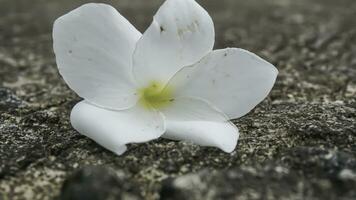frangipani flor em cimento chão, macio foco, seletivo foco foto