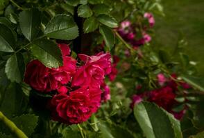 lindo rosas em Sombrio fundo. exuberante arbusto do Rosa rosas com Sombrio vinheta. romântico luxo fundo ou papel de parede. foto
