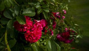 lindo rosas em Sombrio fundo. exuberante arbusto do Rosa rosas com Sombrio vinheta. romântico luxo fundo ou papel de parede. foto