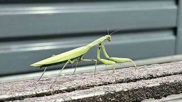 a inseto chamado Rezar louva a Deus dentro Está brilhante verde cor, fotografado dentro Está famoso pose dentro Itália foto