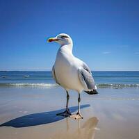 gaivota em a de praia debaixo azul céu. foto