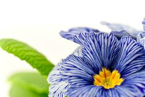 azul primula flor em branco fundo foto