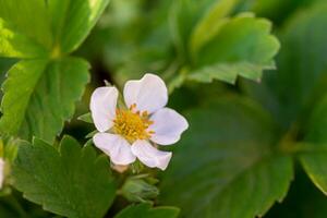 branco morango flor fechar acima foto