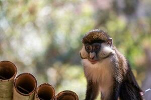 jovem macaco. macaco foto