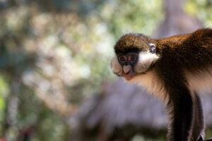 jovem macaco. macaco foto