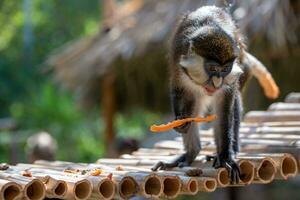 jovem macaco. macaco foto