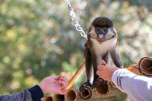 jovem macaco. macaco foto