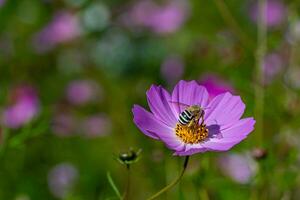abelha em roxa cosmo flor foto