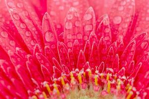 Rosa gerbera fechar acima. flor fundos foto