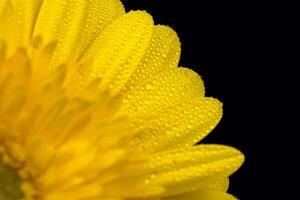 amarelo gerbera flor com água gotas foto