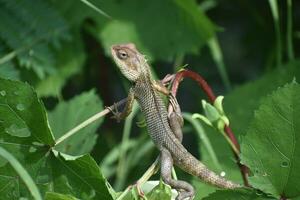 verde lagarto em árvore filial, verde lagarto banhos de sol em filial, verde lagarto escalar em madeira, jubata lagarto foto