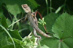 verde lagarto em árvore filial, verde lagarto banhos de sol em filial, verde lagarto escalar em madeira, jubata lagarto foto