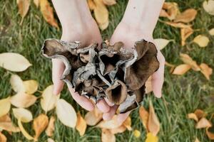 mãos com Preto chanterelle cogumelos. craterellus cornucopioides, ou chifre do bastante trompete ou do a morto foto