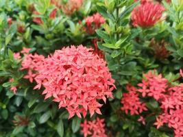 vermelho ixora flor flores arbusto verde árvore em natureza fundo foto