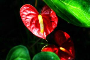 antúrio é uma em forma de coração vermelho flor. a Sombrio verde folhas Como a fundo faço a flores ficar de pé Fora belas. foto