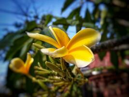 plumeria flor amarelo e branco frangipani tropical flor, plumeria flor florescendo em árvore, spa flor. natural relaxante fundo. cura e refrescante conceito. foto