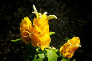 pachystachys lutea ou amarelo pirulito flor. fechar acima brilhante cor flor. macro ou seletivo foco florescendo flores foto