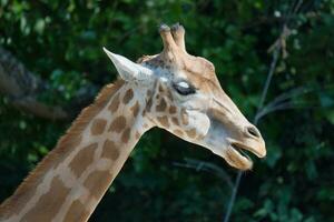 a oeste africano girafa cabeça tiro dentro a Paris zoológico parque, antigamente conhecido Como a bois de Vincennes, 12º arrondissement do Paris, que cobre a área do 14.5 hectares foto