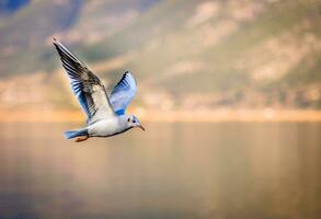 pássaro, gaivota, natureza imagem foto