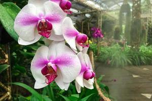 flor de orquídea branca no jardim na orquídea phalaenopsis de inverno foto