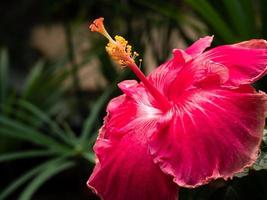flor de hibisco para crianças no jardim botânico rainha sirikit