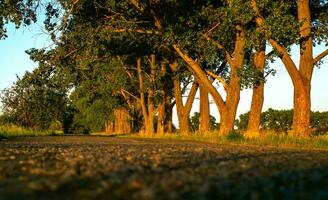 esvaziar asfalto estrada com ampla árvores em a lado do a estrada. rural tarde panorama. foto