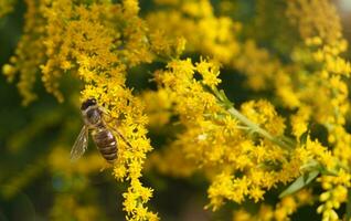 abelha coleta pólen em uma goldenrod solidago polinizando uma flor em uma verão manhã foto