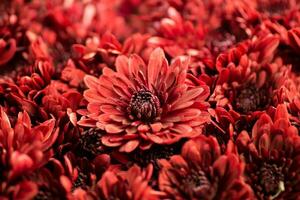 florescendo vermelho crisântemos fechar-se, macro. coreano crisântemo. fundo com florescendo crisântemos. multiflora. foto