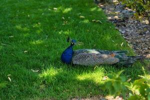 pavão ou frango com pêssego é uma comum nome para dois pássaro espécies dentro a gêneros pavo e afropavo dentro a tribo pavonini do a família phasianidae. masculino pavão estão referido para Como pavões foto